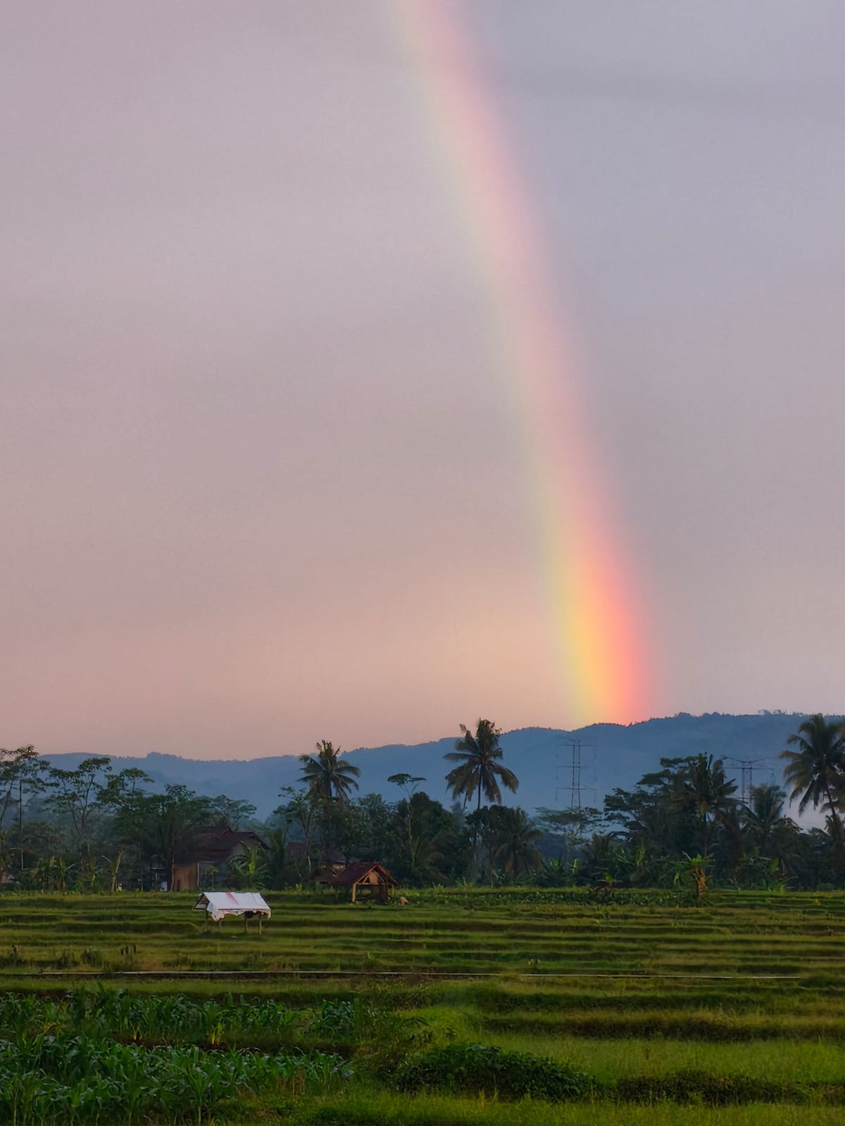 Pemandangan Desa 