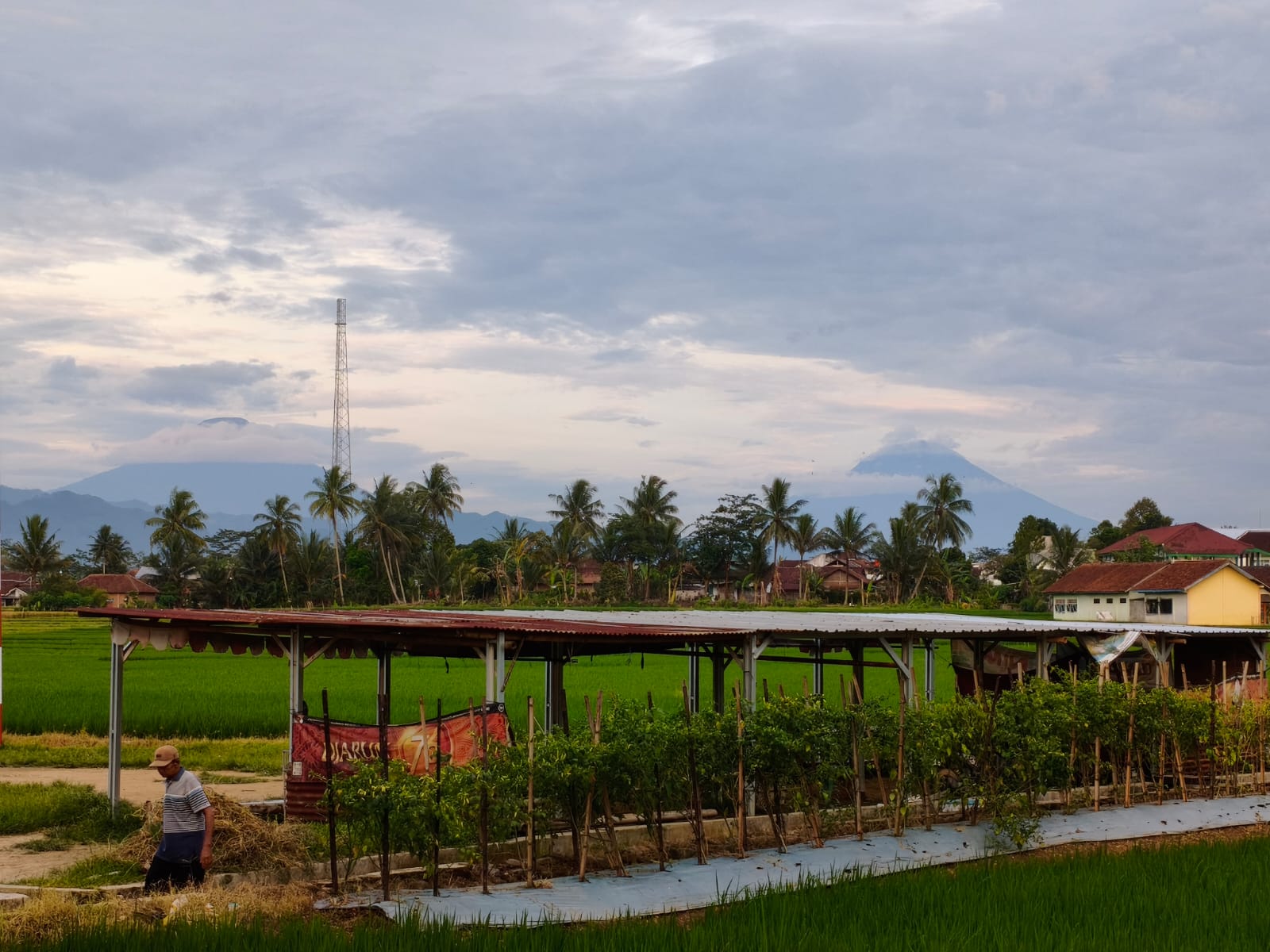 Pemandangan Sawah